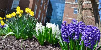 Weiskotten Hall courtyard looks like Spring