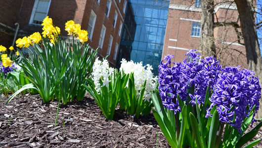 Weiskotten Hall courtyard looks like Spring