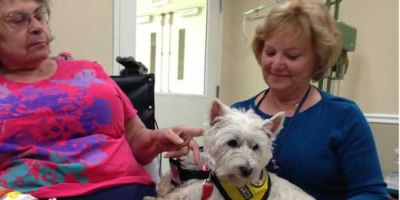 Katie Martino, 14 year-old Westie who served as a therapy dog at Upstate for more than a decade, retires