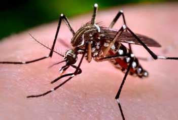 Upstate is awarded federal grant to help catch disease-carrying mosquitoes