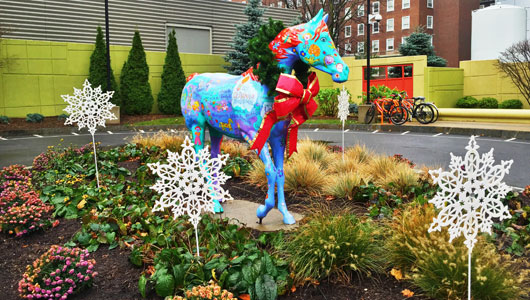 Miracle Champion festive