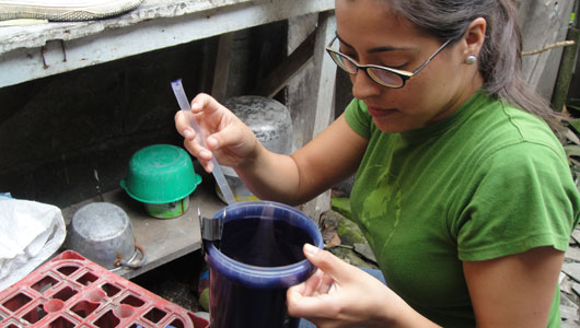 New research approach leads to new findings in study of mosquito-borne viruses