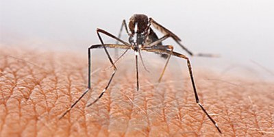 Upstate study highlights key principles of a successful malaria elimination program