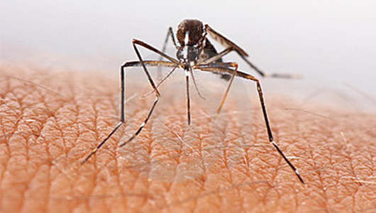 Upstate study highlights key principles of a successful malaria elimination program