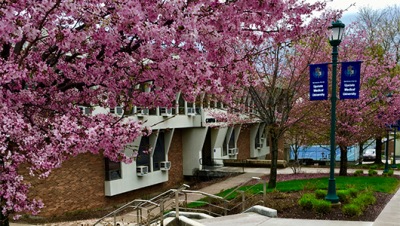 The Eastern redbud trees are out in force on the grounds of Upstate's Campus Activities Building.