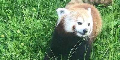 Upstate Cancer Center to hold virtual National Cancer Survivors Day event June 7 with a visit from Rosamond Gifford Zoo