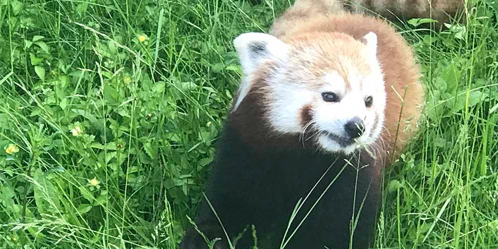 Red Panda will be a virtual star of NCSD