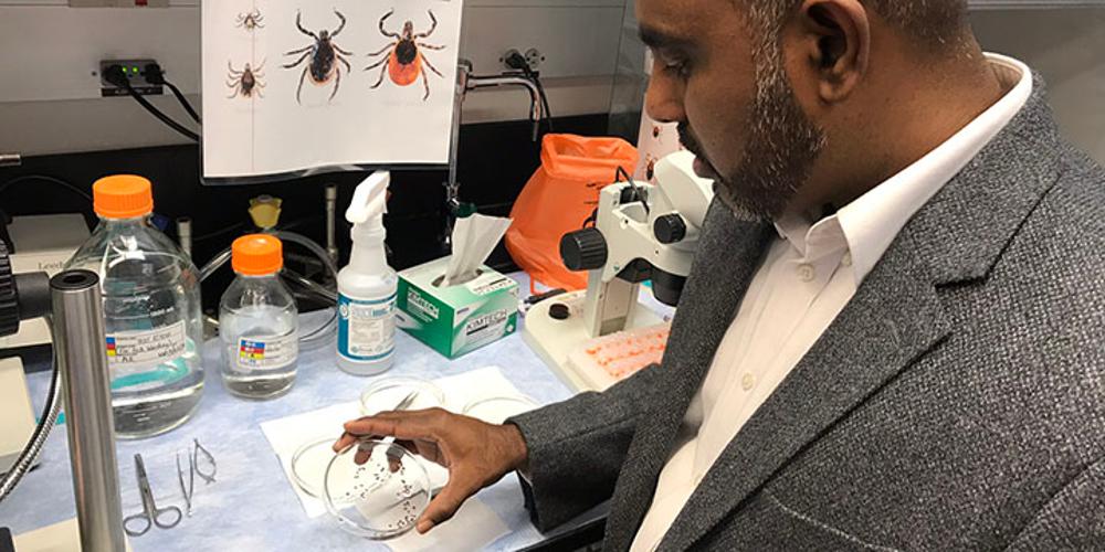 Dr. Thangamani working in his lab.