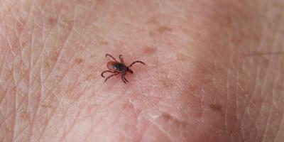 Upstate study finds Lyme disease alters tick behavior