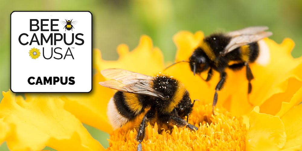 bee