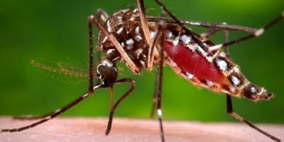 Upstate to host conference on combating mosquito-borne illness