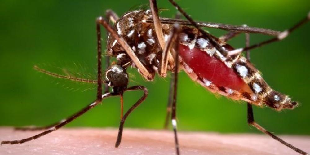 dengue