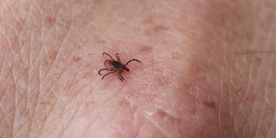 As tick-borne disease rates rise, Upstate gathers experts for Lyme Disease summit
