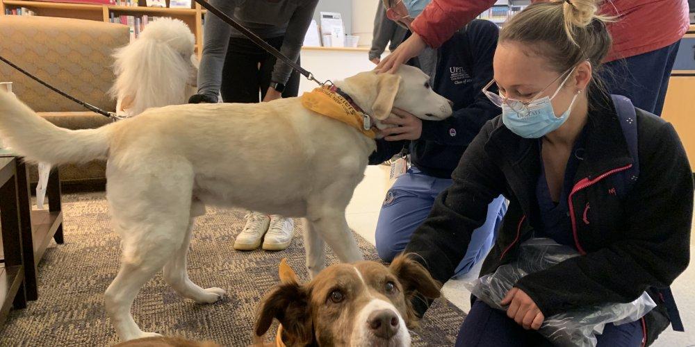 The Upstate Health Sciences Library welcomed a trio of dogs from Pet Partners of CNY—Jake, Tango, and Scarlett. They were showered with attention by Upstate students during their visit Nov. 4.