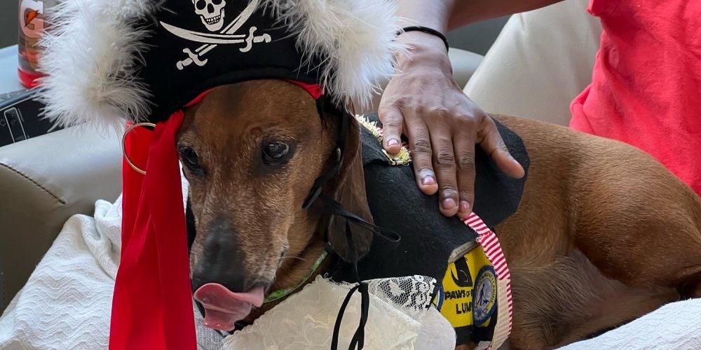 DOG DAYS OF SUMMER: Dressed in pirate attire, Lumpi, the dachshund therapy dog, comforts patients at the Upstate Cancer Center as they undergo various procedures. 