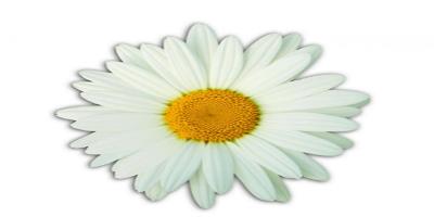 Graphic of a Daisy