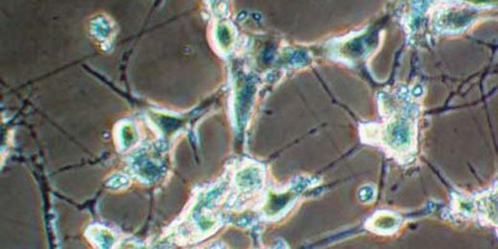 Research under the microscope