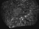 40Ca SIMS image