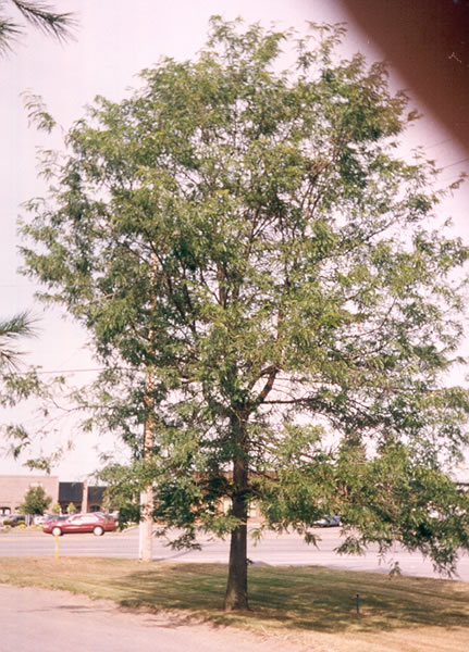 Leaf 1