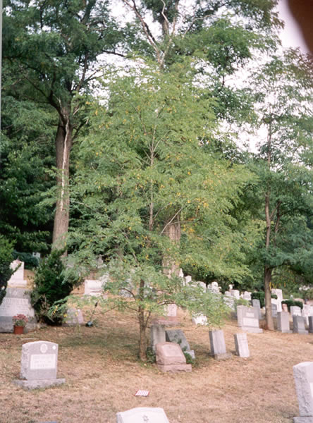 Leaf 12