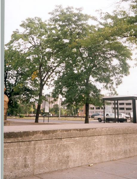 Leaf 14