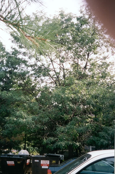 Leaf 2