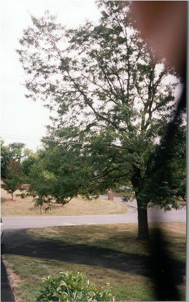 Leaf 3