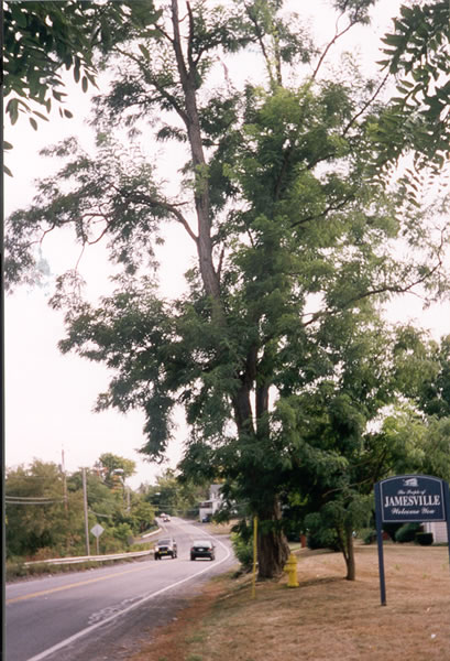 Leaf 4