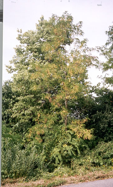 Leaf 5