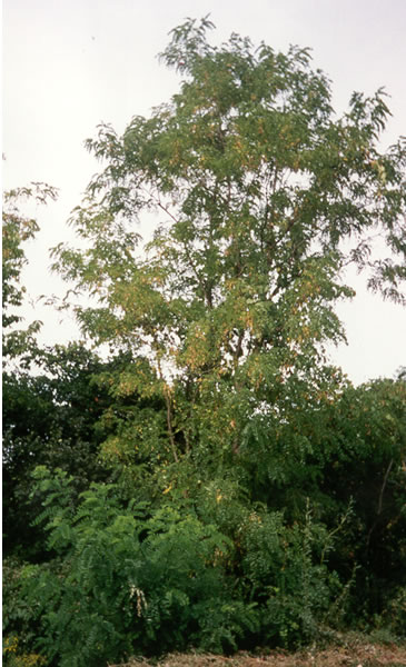 Leaf 6