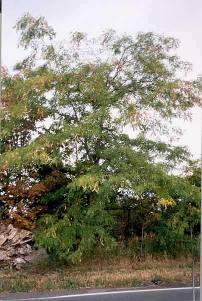 Leaf 7