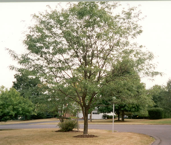 Leaf 8