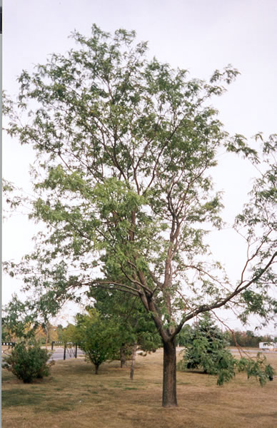 Leaf 9