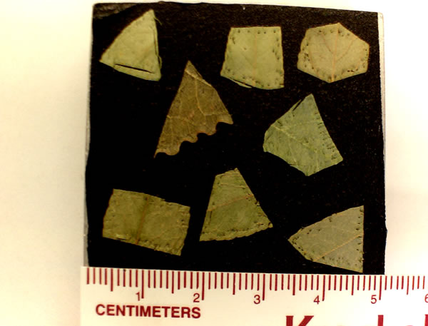 Leaf Plate 1