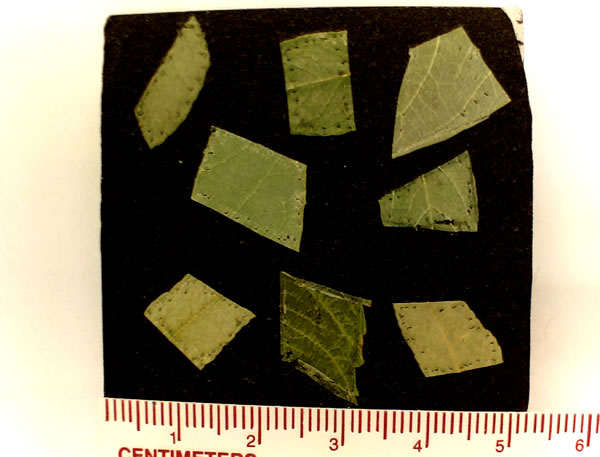 Leaf Plate 2
