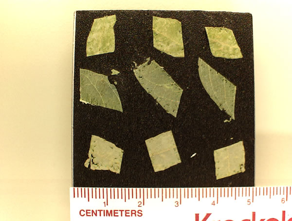 Leaf Plate 3
