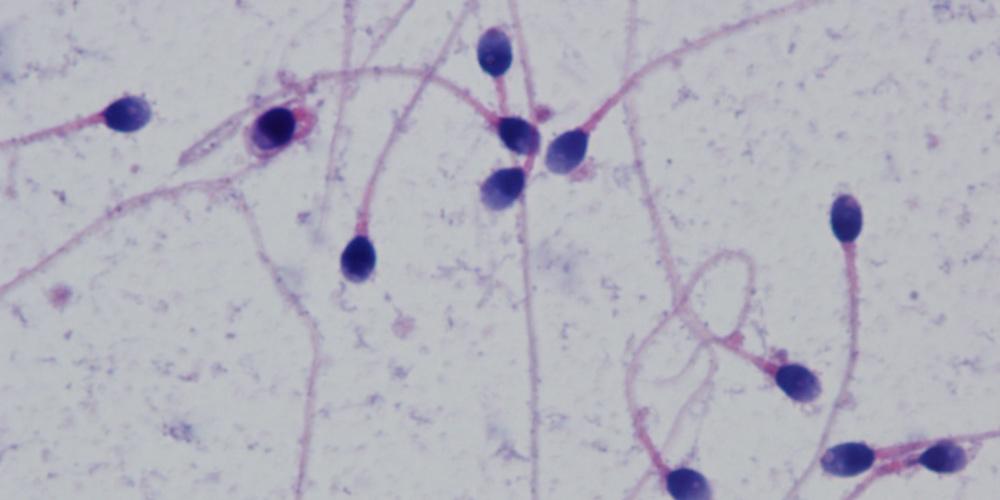 swimming organisms