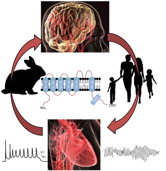 Multi System Image