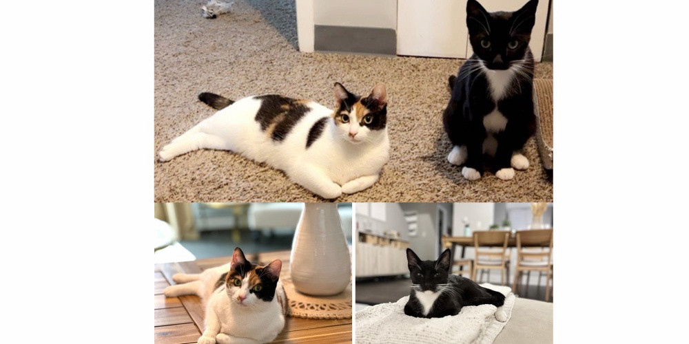 Veronica's cats Valentine and Theodore