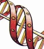 DNA