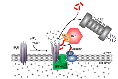 Figure 4: Current Model
