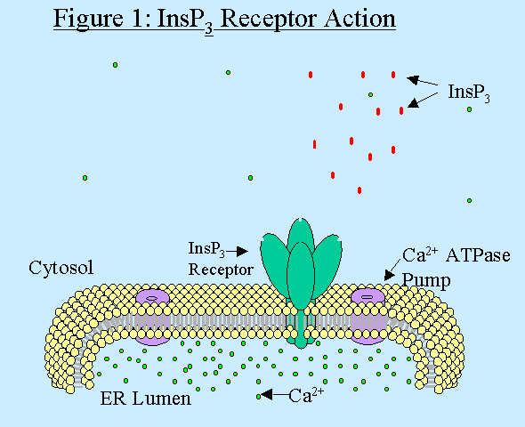 Figure 1: InsP3 Receptor Action