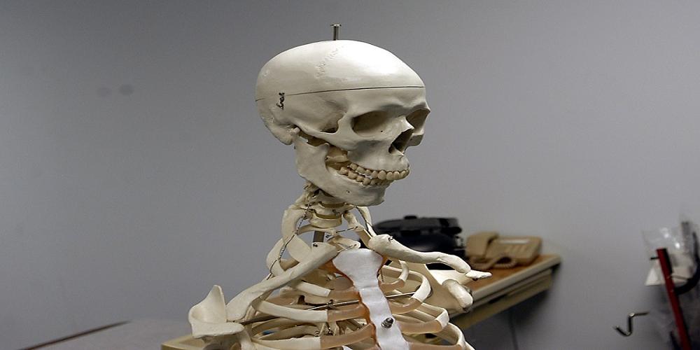 Picture of the top half of a skeleton