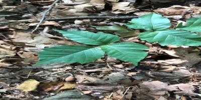 Watch out for poisonous plants after increase in calls to the poison center due to foraging mishaps