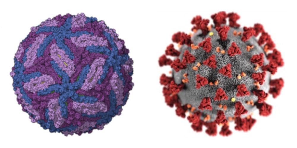 microscopic view of virus cells