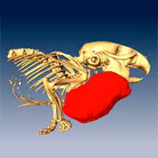 Rendering of the oral cancer mouse model with segmented tumor (red) and skeletal tissue (gold) imaged using microCAT II scanner.