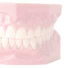 teeth