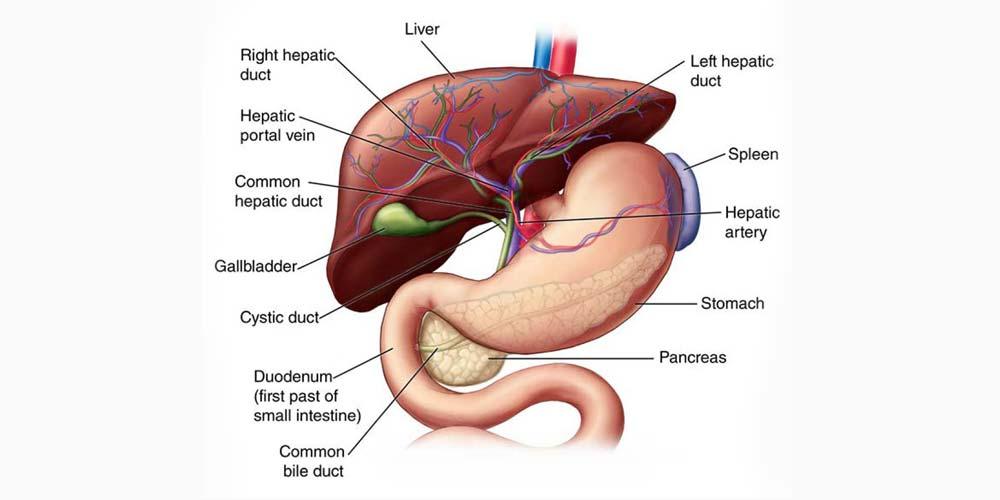 Hepatobiliary illustration