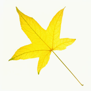 Sweet Gum Leaf Sweet Gum Leaf