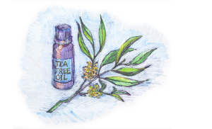 teaTree teaTree
